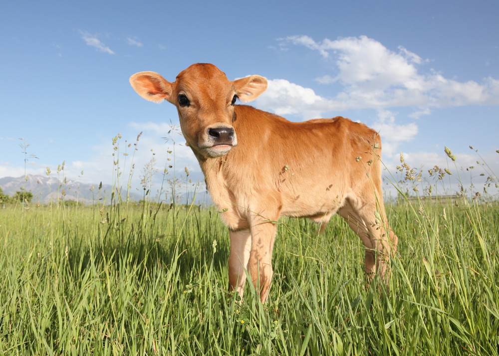 Cow in Green Field