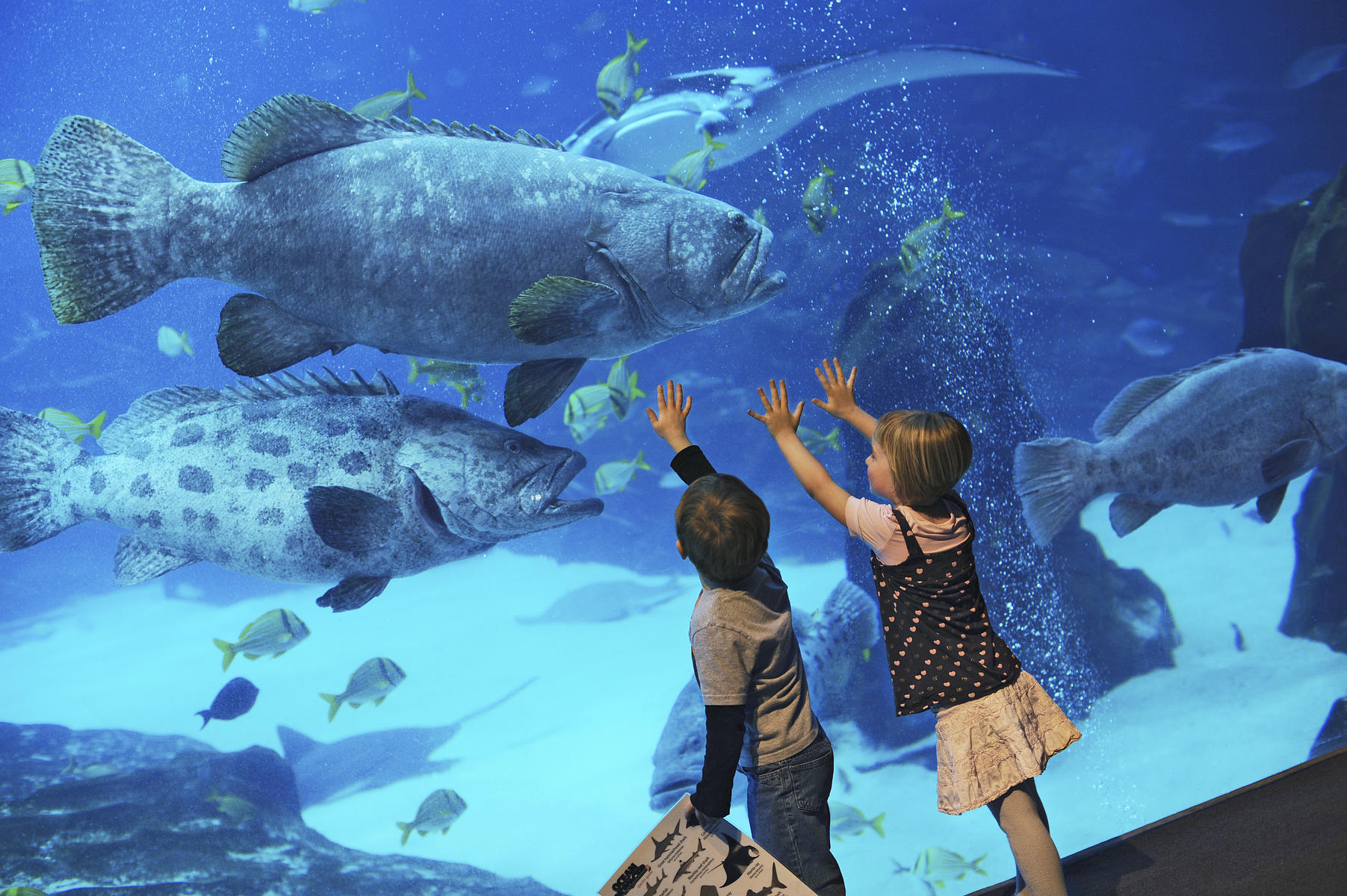 Behind the Seas Tour at the Georgia Aquarium in Atlanta