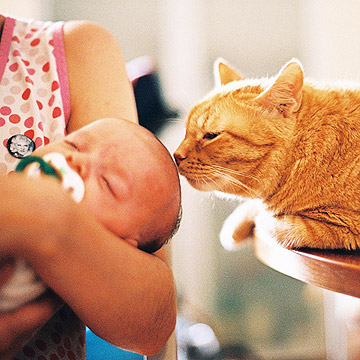 Pet cat and newborn baby